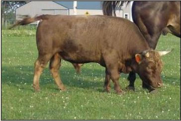 Grandma's Houdini AI Straws (10 Straws)