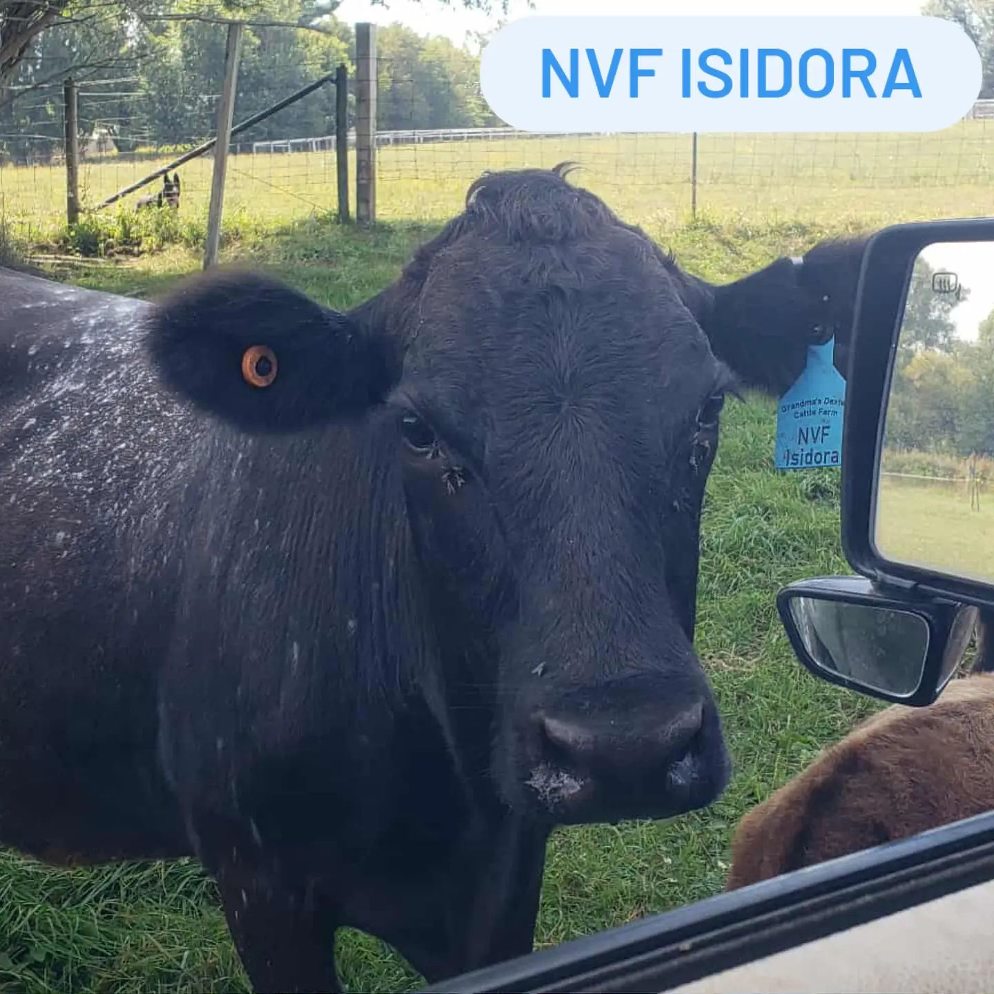 NVF Isidora
