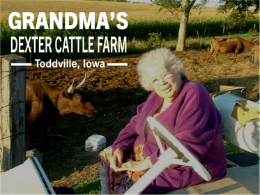 Ferne Rawson, Founder of Grandma's Dexter Cattle Farm