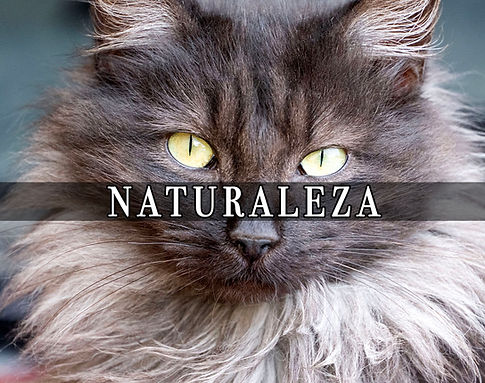 Fotografía de naturaleza por Carlo Cuñad