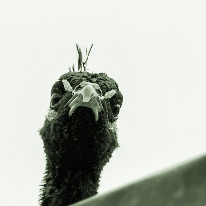 turk