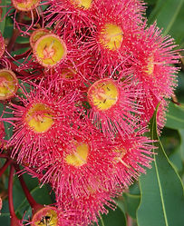 zesty-gum-73649_edited.jpg