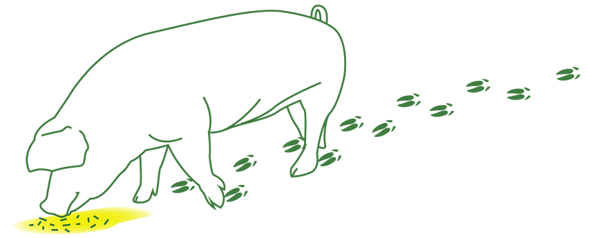 schwein-01.png
