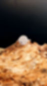 271817633_458768509125708_3110166915936374146_n_edited.jpg