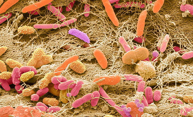 microbiome-844.jpeg