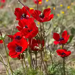 Israel-Poppy-Anemone-2.avif