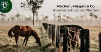 Insektenschutz beim Pferd: Mücken, Bremsen, Fliegen & Co. 