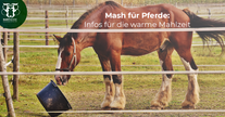 Mash für Pferde: Wichtige Infos zur warmen Mahlzeit