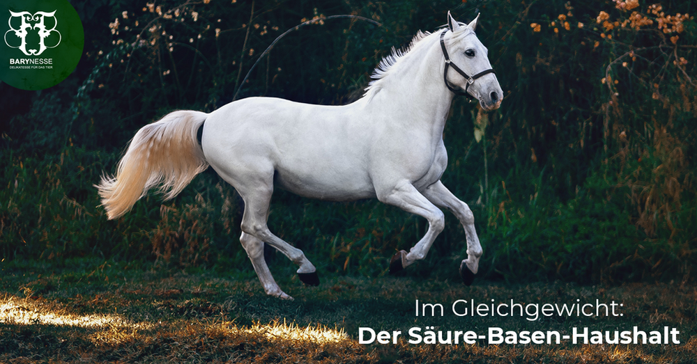 Übersäuerung beim Pferd