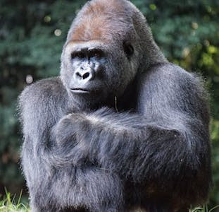 Gorilla looking unhappy