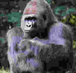 Gorilla looking unhappy