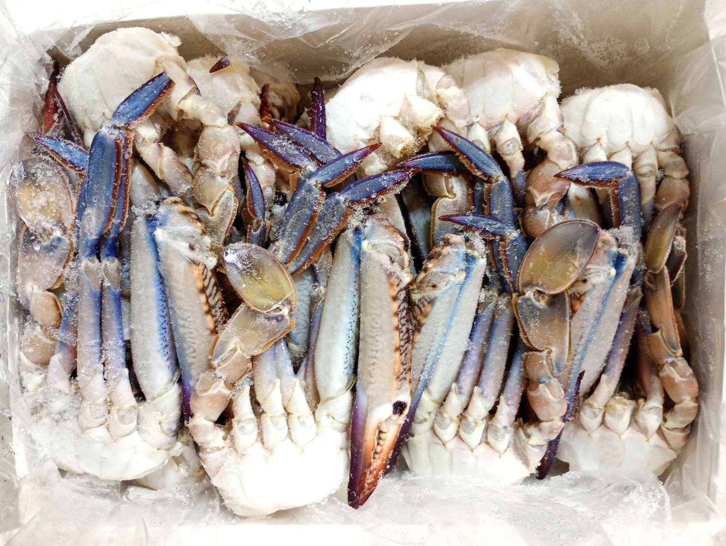 ワタリガニ オス L