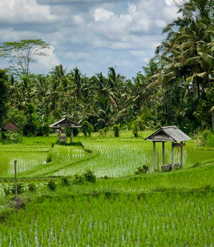 Rice fields in Ubud Bali
