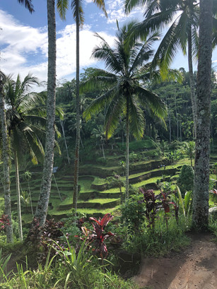 Balinese rice fields
