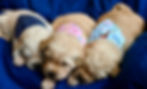 DSC_1269_edited.jpg