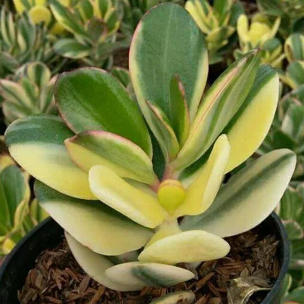 Plants Variegated Jade Plant Crassula ovata Lucky Pot Included