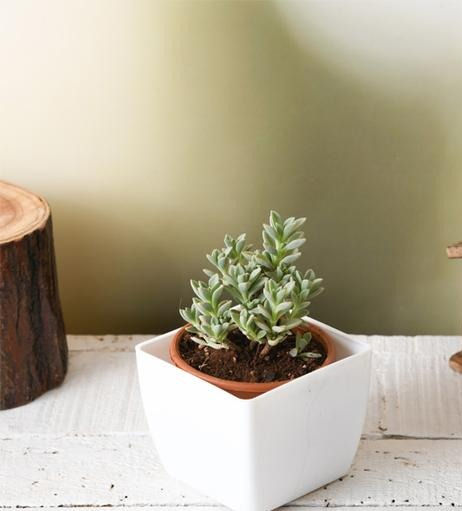 Coleus coerulescens Indoor Succulent Plant