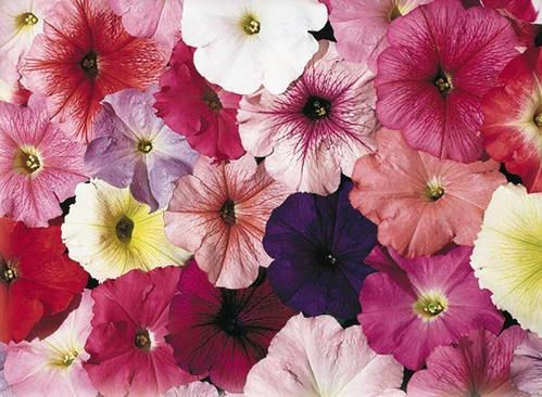 Petunia Single Mf Celebrity Regular Mix Flower Seeds