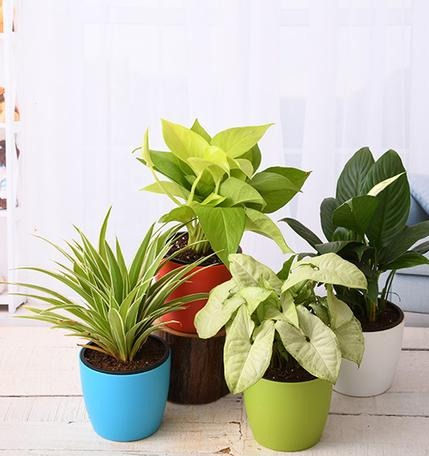 Stress Relieving plants combo pack of 4 Indoor Plant