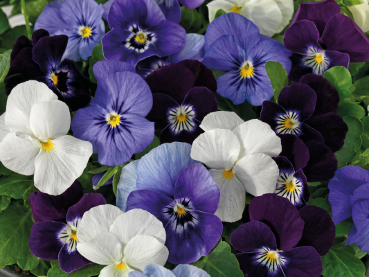 Viola Admire Smooth Sailing Mix Flower Seeds