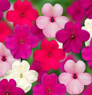 Impatiens Imara XDR Rosy Mix Flower Seeds