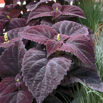 Coleus Maroon Plant