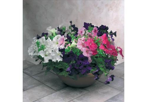 Petunia Single Gf Eagle Mix Flower Seeds