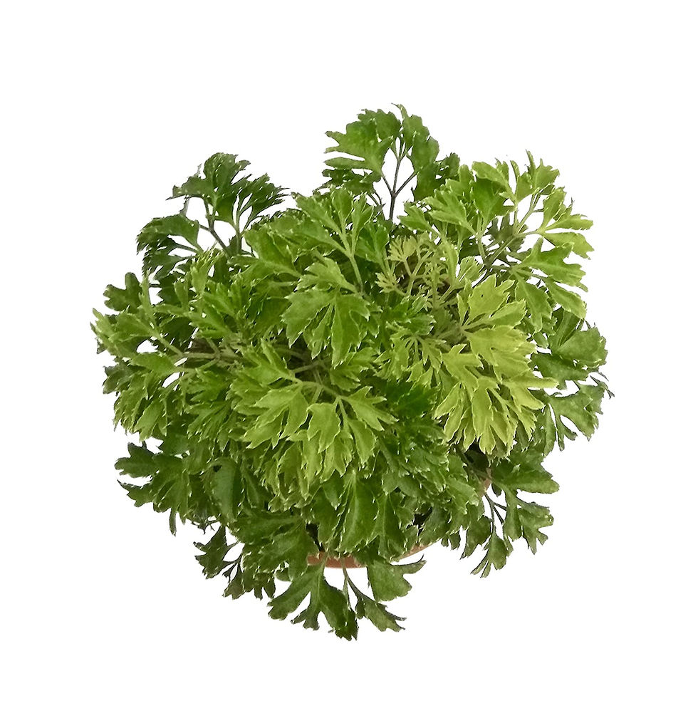 Green Aralia Indoor Plant Pot Included
