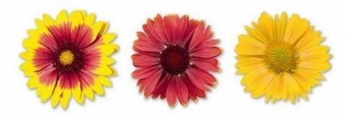Gaillardia Arizona Mix Flower Seeds