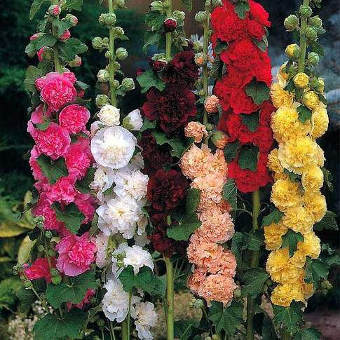 Hollyhock F1 Dwarf Flower Seeds