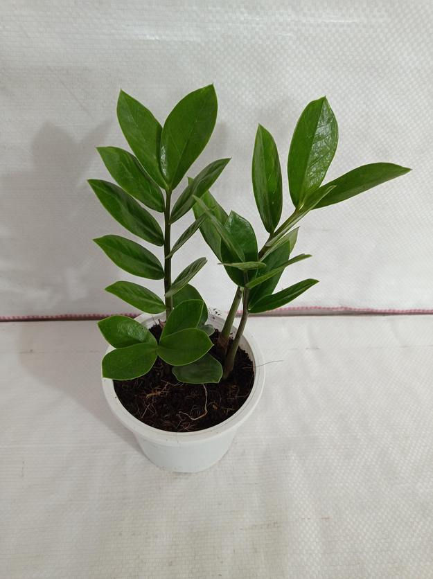 Zamioculcas Small Plant