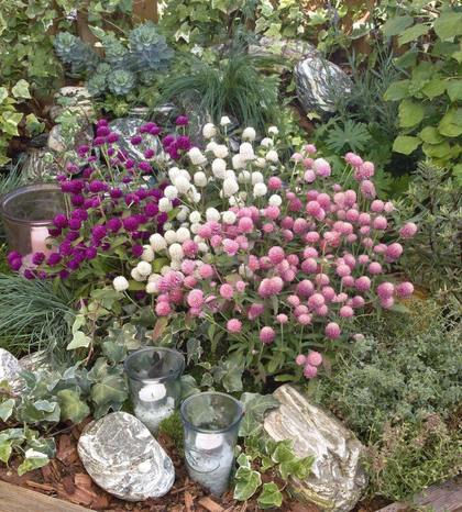 Gomphrena Buddy Mix Flower Seeds