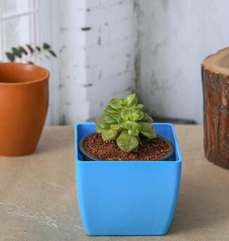 Sedeveria Rolly Succulent Indoor Plant