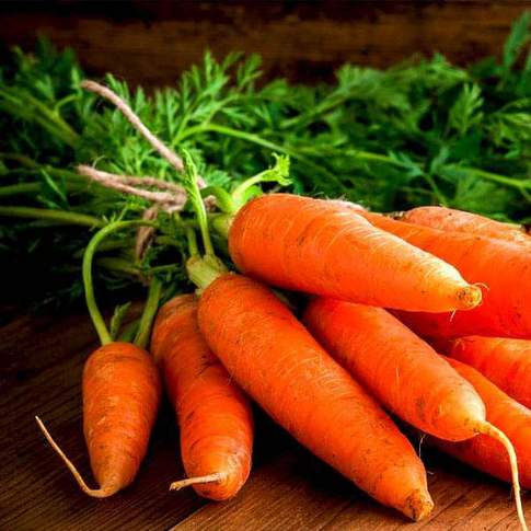 Carrot Early Nantus Desi Vegetable Seeds