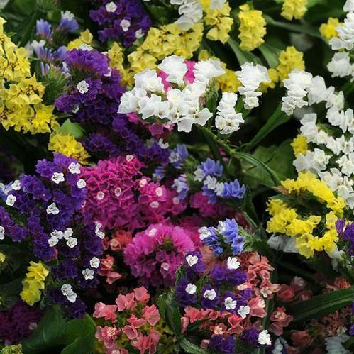 Statice QIS Mix Flower Seeds