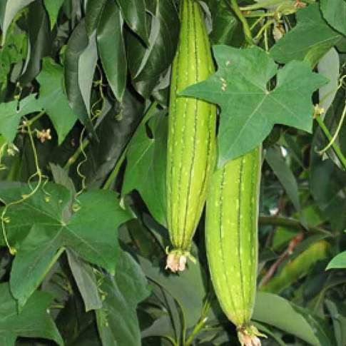 Sponge Gourd F1 White Long Vegetable Seeds