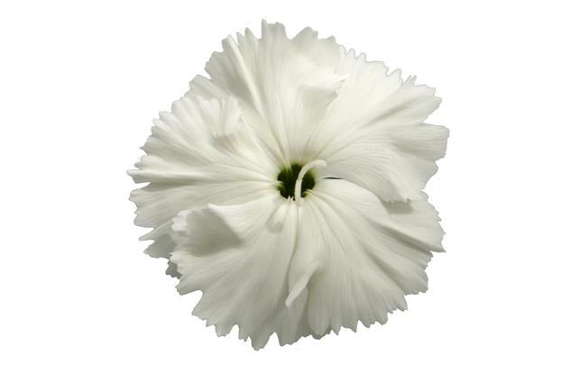 Dianthus Diana White Flower Seeds