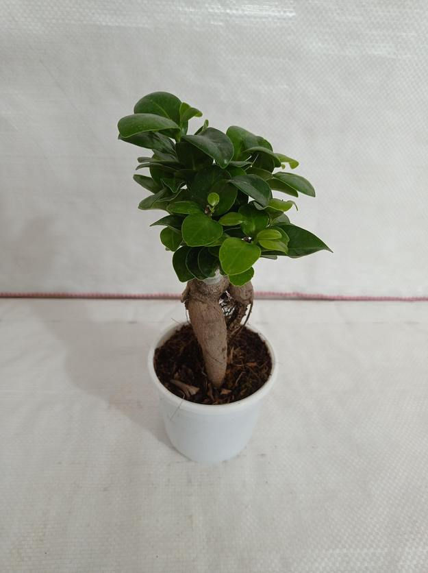 Ficus Ginseng Bonsai Plant 10 cm Pot