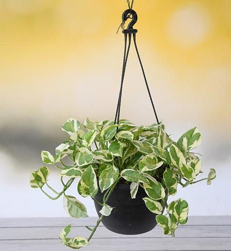 Money plant marble prince Scindapsus n joy Hanging Basket Plant
