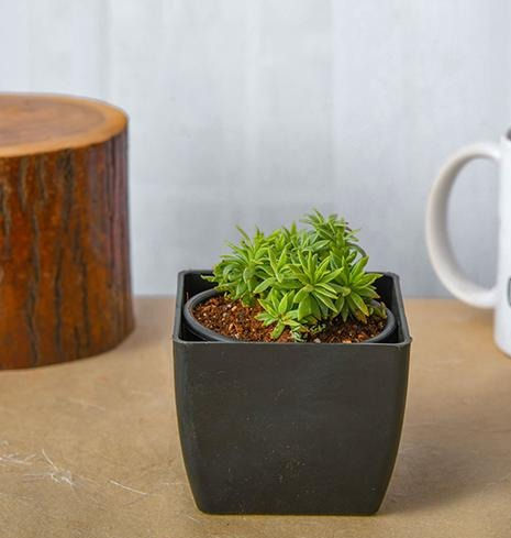 Silver Sedum Sedum lineare Succulent Indoor Plant