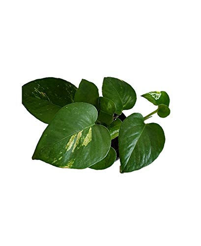 Indoor Green Money Plant Pot Included