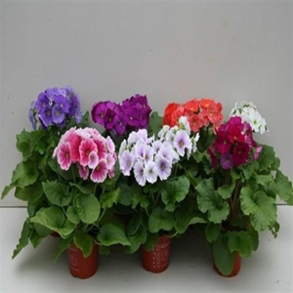 Primula Obconica Touch Me Midi Mix Flower Seeds