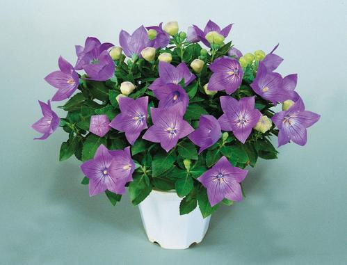Platycodon Sentimental Blue Flower Seeds