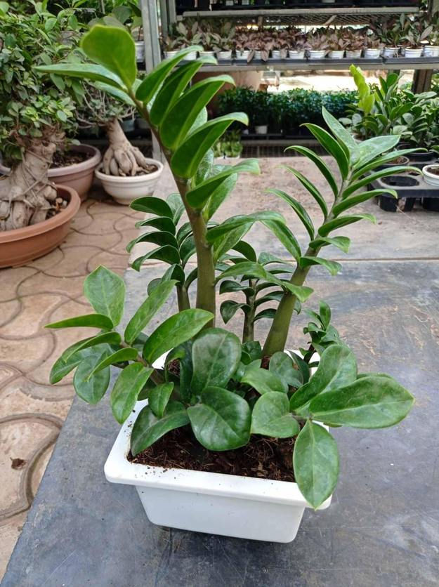 Zamiaculacus zenzii zzplant