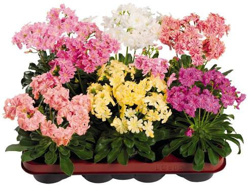 Lewisia Cotyledon Elise Mix Flower Seeds