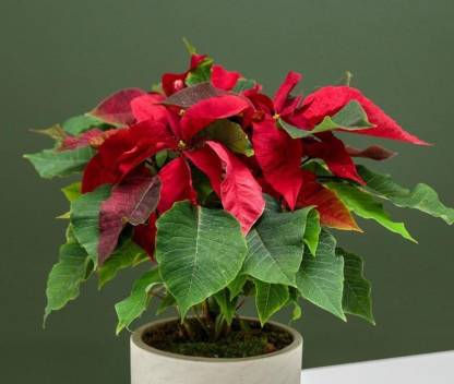 Poinsettia red Indoor Plant Hybrid Pack of 1 - Small Size