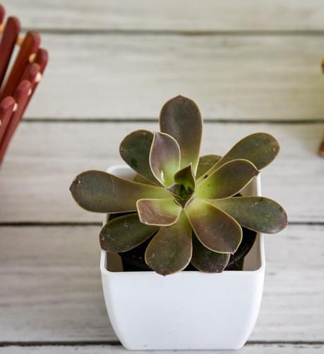 Echeveria Melaco Succulent Plant