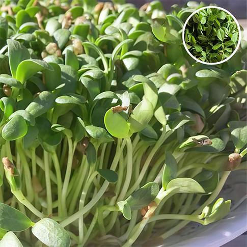 Fenugreek Indian Small Leaf Microgreen Seeds
