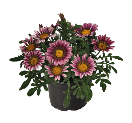 Gazania Zany Pink Flower Seeds