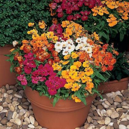 Nemesia Sundrops Mix Flower Seeds